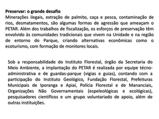 Preservar: o grande desafio
Minerações ilegais, extração de palmito, caça e pesca, contaminação de
rios, desmatamentos, são algumas formas de agressão que ameaçam o
PETAR. Além dos trabalhos de fiscalização, os esforços de preservação têm
envolvido às comunidades tradicionais que vivem na Unidade e na região
de entorno do Parque, criando alternativas econômicas como o
ecoturismo, com formação de monitores locais.


 Sob a responsabilidade do Instituto Florestal, órgão da Secretaria do
 Meio Ambiente, a implantação do PETAR é realizada por equipe técno-
 administrativa e de guardas-parque (vigias e guias), contando com a
 participação do Instituto Geológico, Fundação Florestal, Prefeituras
 Municipais de Iporanga e Apiaí, Polícia Florestal e de Mananciais,
 Organizações Não Governamentais (espeleológicas e ecológicas),
 pesquisadores científicos e um grupo voluntariado de apoio, além de
 outras instituições.
 