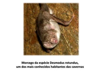 Morcego da espécie Desmodus rotundus,
um dos mais conhecidos habitantes das cavernas
 
