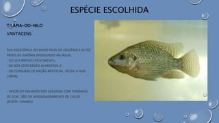 TILÁPIA-DO-NILO
VANTAGENS:
SUA RESISTÊNCIA AO BAIXO NÍVEL DE OXIGÊNIO E ALTOS
NÍVEIS DE AMÔNIA DISSOLVIDOS NA ÁGUA,
- DO SEU RÁPIDO CRESCIMENTO,
- DA BOA CONVERSÃO ALIMENTAR, E
- DO CONSUMO DE RAÇÃO ARTIFICIAL, DESDE A FASE
LARVAL.
- VALOR DO MILHEIRO DOS ALEVINOS COM TAMANHO
DE 5CM , SÃO DE APROXIMADAMENTE R$ 130,00
(FONTE: EPAMIG).
ESPÉCIE ESCOLHIDA
 