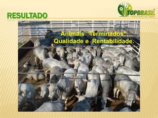 RESULTADO
Animais “Terminados”,
Qualidade e Rentabilidade.
 
