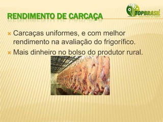 RENDIMENTO DE CARCAÇA
 Carcaças uniformes, e com melhor
rendimento na avaliação do frigorífico.
 Mais dinheiro no bolso do produtor rural.
 