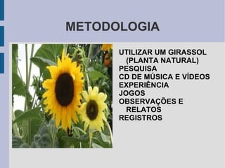 TIPOS DE GIRASSÓIS 