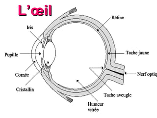 L’ œil 