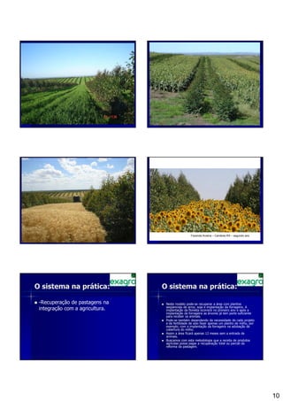 Fazenda Aroeira – Candiota RS – segundo ano




O sistema na prática:            O sistema na prática:

 -Recuperação de pastagens na     Neste modelo pode-se recuperar a área com plantios
                                  seqüenciais de arroz, soja e implantação da forrageira. A
 integração com a agricultura.    implantação da floresta ocorrerá no primeiro ano e após a
                                  implantação da forrageira as árvores já tem porte suficiente
                                  para receber os animais.
                                  Pode-se também dependendo da necessidade de cada projeto
                                  e da fertilidade de solo fazer apenas um plantio de milho, por
                                  exemplo, com a implantação da forrageira na adubação de
                                  cobertura do milho.
                                  Assim a área ficará apenas 12 meses sem a entrada de
                                  animais.
                                  Buscamos com esta metodologia que a receita de produtos
                                  agrícolas possa pagar a recuperação total ou parcial da
                                  reforma da pastagem.




                                                                                                   10
 