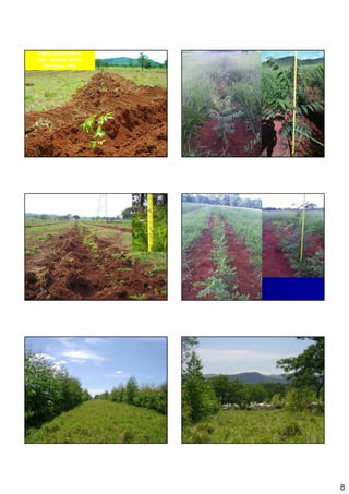 Cedro Australiano
Faz. Morada Nova
  Inhaúma-
  Inhaúma- MG




                    8
 