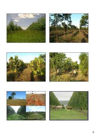 05/07                                                                  09/07




         Faz. Córrego d`ouro – Papagaios – MG. Prop. Israel Capanema
 04/09                                                                 04/08




                                                                               9
 