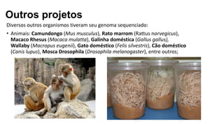 Diversos outros organismos tiveram seu genoma sequenciado:
• Animais: Camundongo (Mus musculus), Rato marrom (Rattus norvegicus),
Macaco Rhesus (Macaca mulatta), Galinha doméstica (Gallus gallus),
Wallaby (Macropus eugenii), Gato doméstico (Felis silvestris), Cão doméstico
(Canis lupus), Mosca Drosophila (Drosophila melanogaster), entre outros;
Outros projetos
 