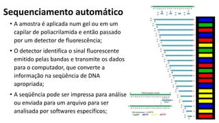 Sequenciamento automático
• A amostra é aplicada num gel ou em um
capilar de poliacrilamida e então passado
por um detector de fluorescência;
• O detector identifica o sinal fluorescente
emitido pelas bandas e transmite os dados
para o computador, que converte a
informação na seqüência de DNA
apropriada;
• A seqüência pode ser impressa para análise
ou enviada para um arquivo para ser
analisada por softwares específicos;
 