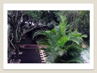 Projetos e execução de jardins