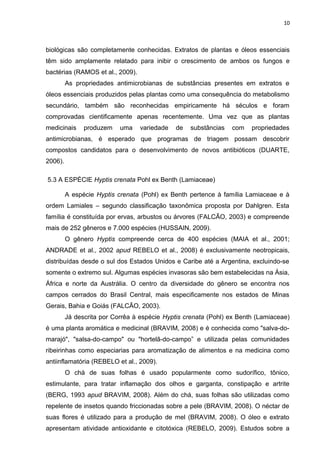 10
biológicas são completamente conhecidas. Extratos de plantas e óleos essenciais
têm sido amplamente relatado para inibir o crescimento de ambos os fungos e
bactérias (RAMOS et al., 2009).
As propriedades antimicrobianas de substâncias presentes em extratos e
óleos essenciais produzidos pelas plantas como uma consequência do metabolismo
secundário, também são reconhecidas empiricamente há séculos e foram
comprovadas cientificamente apenas recentemente. Uma vez que as plantas
medicinais produzem uma variedade de substâncias com propriedades
antimicrobianas, é esperado que programas de triagem possam descobrir
compostos candidatos para o desenvolvimento de novos antibióticos (DUARTE,
2006).
5.3 A ESPÉCIE Hyptis crenata Pohl ex Benth (Lamiaceae)
A espécie Hyptis crenata (Pohl) ex Benth pertence à família Lamiaceae e à
ordem Lamiales – segundo classificação taxonômica proposta por Dahlgren. Esta
família é constituída por ervas, arbustos ou árvores (FALCÃO, 2003) e compreende
mais de 252 gêneros e 7.000 espécies (HUSSAIN, 2009).
O gênero Hyptis compreende cerca de 400 espécies (MAIA et al., 2001;
ANDRADE et al., 2002 apud REBELO et al., 2008) é exclusivamente neotropicais,
distribuídas desde o sul dos Estados Unidos e Caribe até a Argentina, excluindo-se
somente o extremo sul. Algumas espécies invasoras são bem estabelecidas na Ásia,
África e norte da Austrália. O centro da diversidade do gênero se encontra nos
campos cerrados do Brasil Central, mais especificamente nos estados de Minas
Gerais, Bahia e Goiás (FALCÃO, 2003).
Já descrita por Corrêa à espécie Hyptis crenata (Pohl) ex Benth (Lamiaceae)
é uma planta aromática e medicinal (BRAVIM, 2008) e é conhecida como "salva-do-
marajó", "salsa-do-campo" ou "hortelã-do-campo” e utilizada pelas comunidades
ribeirinhas como especiarias para aromatização de alimentos e na medicina como
antiinflamatória (REBELO et al., 2009).
O chá de suas folhas é usado popularmente como sudorífico, tônico,
estimulante, para tratar inflamação dos olhos e garganta, constipação e artrite
(BERG, 1993 apud BRAVIM, 2008). Além do chá, suas folhas são utilizadas como
repelente de insetos quando friccionadas sobre a pele (BRAVIM, 2008). O néctar de
suas flores é utilizado para a produção de mel (BRAVIM, 2008). O óleo e extrato
apresentam atividade antioxidante e citotóxica (REBELO, 2009). Estudos sobre a
 
