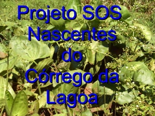 Projeto SOS  Nascentes do Córrego da Lagoa 