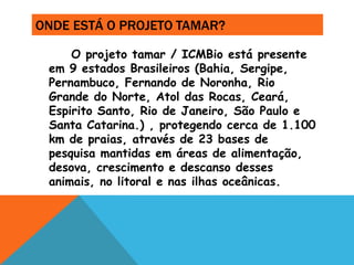 ONDE ESTÁ O PROJETO TAMAR?

     O projeto tamar / ICMBio está presente
 em 9 estados Brasileiros (Bahia, Sergipe,
 Pernambuco, Fernando de Noronha, Rio
 Grande do Norte, Atol das Rocas, Ceará,
 Espirito Santo, Rio de Janeiro, São Paulo e
 Santa Catarina.) , protegendo cerca de 1.100
 km de praias, através de 23 bases de
 pesquisa mantidas em áreas de alimentação,
 desova, crescimento e descanso desses
 animais, no litoral e nas ilhas oceânicas.
 