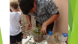 Projeto terrário