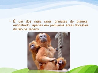 • É um dos mais raros primatas do planeta;
encontrado apenas em pequenas áreas florestais
do Rio de Janeiro.

 