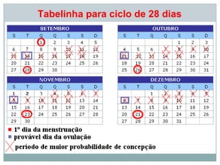 Tabelinha para ciclo de 28 dias
 