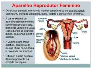Aparelho Reprodutor Feminino
• Os órgãos genitais internos da mulher compõem-se de ovários, tubas
  uterinas ou trompas de falópio, útero, vagina e cérvix (colo do útero).
• A parte externa do
  aparelho genital feminino
  são representados pelo,
  monte de vênus e a vulva
  (constituindo os grandes
  lábios, pequenos lábios e
  clitóris).
• A vagina é um órgão
  elástico, composto de
  muitas fibras musculares
  e revestida por mucosa.
• O hímen é uma película
  dérmica presente na
  entrada da vagina.
 