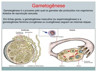 Gametogênese
Gametogênese é o processo pelo qual os gametas são produzidos nos organismos
dotados de reprodução sexuada.

Em linhas gerais, a gametogênese masculina (ou espermatogênese) e a
gametogênese feminina (ovogênese ou ovulogênese) seguem as mesmas etapas.
 