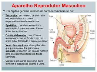 Aparelho Reprodutor Masculino
 Os órgãos genitais internos do homem compõem-se de:
• Testículos: em número de dois, são
  responsáveis por produzir
  espermatozoide e testosterona
• Epidídimo: Local onde termina a
  maturação dos espermatozoides e
  ficam armazenados.
• Canais deferentes: dois túbulos
  musculosos que se fundem em um
  único tubo, formando o duto ejaculador.
• Vesículas seminais: duas glândulas
  que junto com outra glândula a
  próstata, produzem um líquido nutritivo
  para os espermatozoides (o fluído
  seminal).
• Uretra: é um canal que serve para
  eliminar a ejaculação quanto a urina.
 