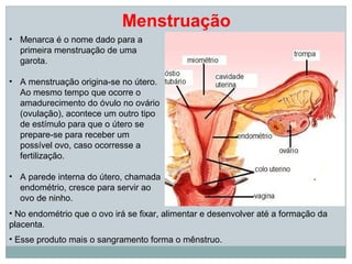 Menstruação
• Menarca é o nome dado para a
  primeira menstruação de uma
  garota.

• A menstruação origina-se no útero.
  Ao mesmo tempo que ocorre o
  amadurecimento do óvulo no ovário
  (ovulação), acontece um outro tipo
  de estímulo para que o útero se
  prepare-se para receber um
  possível ovo, caso ocorresse a
  fertilização.

• A parede interna do útero, chamada
  endométrio, cresce para servir ao
  ovo de ninho.
• No endométrio que o ovo irá se fixar, alimentar e desenvolver até a formação da
placenta.
• Esse produto mais o sangramento forma o mênstruo.
 