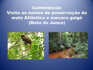 Culminância:
Visita ao núcleo de preservação da
mata Atlântica e macaco guigó
(Mata do Junco)

 