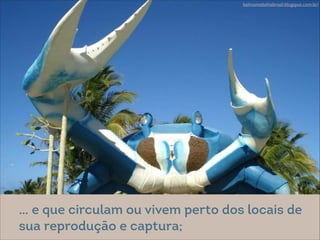 @ Eitan Rosenthal
belmontebahiabrasil.blogspot.com.br/
… e que circulam ou vivem perto dos locais de
sua reprodução e captura;
 