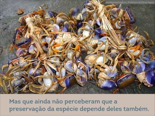 @ Eitan Rosenthal
www.nossacara.com | Prefeitura de Porto Seguro
Mas que ainda não perceberam que a
preservação da espécie depende deles também.
 