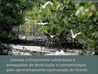 @ Eitan Rosenthal
Manguezal em Icapuí, CE | Foto Kiko Silva
… biomas criticamente vulneráveis e
ameaçados de destruição e contaminação
pelo aproveitamento equivocado do litoral;
 