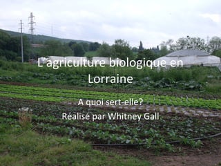 L’agriculture biologique en
          Lorraine
        A quoi sert-elle?
    Réalisé par Whitney Gall
 