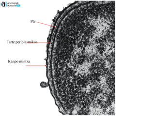 PG




Tarte periplasmikoa




Kanpo mintza
 