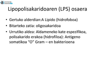 Lipopolisakaridoaren (LPS) osaera
• Gertuko alderdian:A Lipido (hidrofoboa)
• Bitarteko zatia: oligosakaridoa
• Urrutiko aldea: Aldameneko kate espezifikoa,
  polisakarido erakoa (hidrofiloa): Antigeno
  somatikoa “O” Gram – en bakterioena
 
