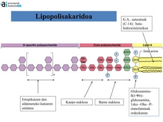 Lipopolisakaridoa                             G.A.. saturatuak
                                                      (C-14): beta-
                                                      hidroximiristikoa




                                                           Glukosamina-
                                                           ß(16)-
Errepikatzen den                                           glukosamina,
                      Kanpo nukleoa   Barne nukleoa
aldameneko katearen                                        1eko –Oha –P-
unitatea                                                   etanolaminak
                                                           ordezkatuta
 