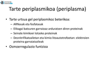 Tarte periplasmikoa (periplasma)
• Tarte urtsua gel periplasmikoz beterikoa:
   –   ARNasak eta fosfatasak
   –   Elikagai batzuren garraioaz arduratzen diren proteinak
   –   Seinale kimikoei lotzeko proteinak
   –   Desnitrifikatzailetan eta kimio litoautotrofoetan: elektroien
       proteina garraiatzaileak
• Osmoerregulazio funtzioa
 