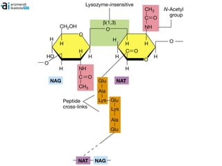 Prokariotoen pareta zelularra 2