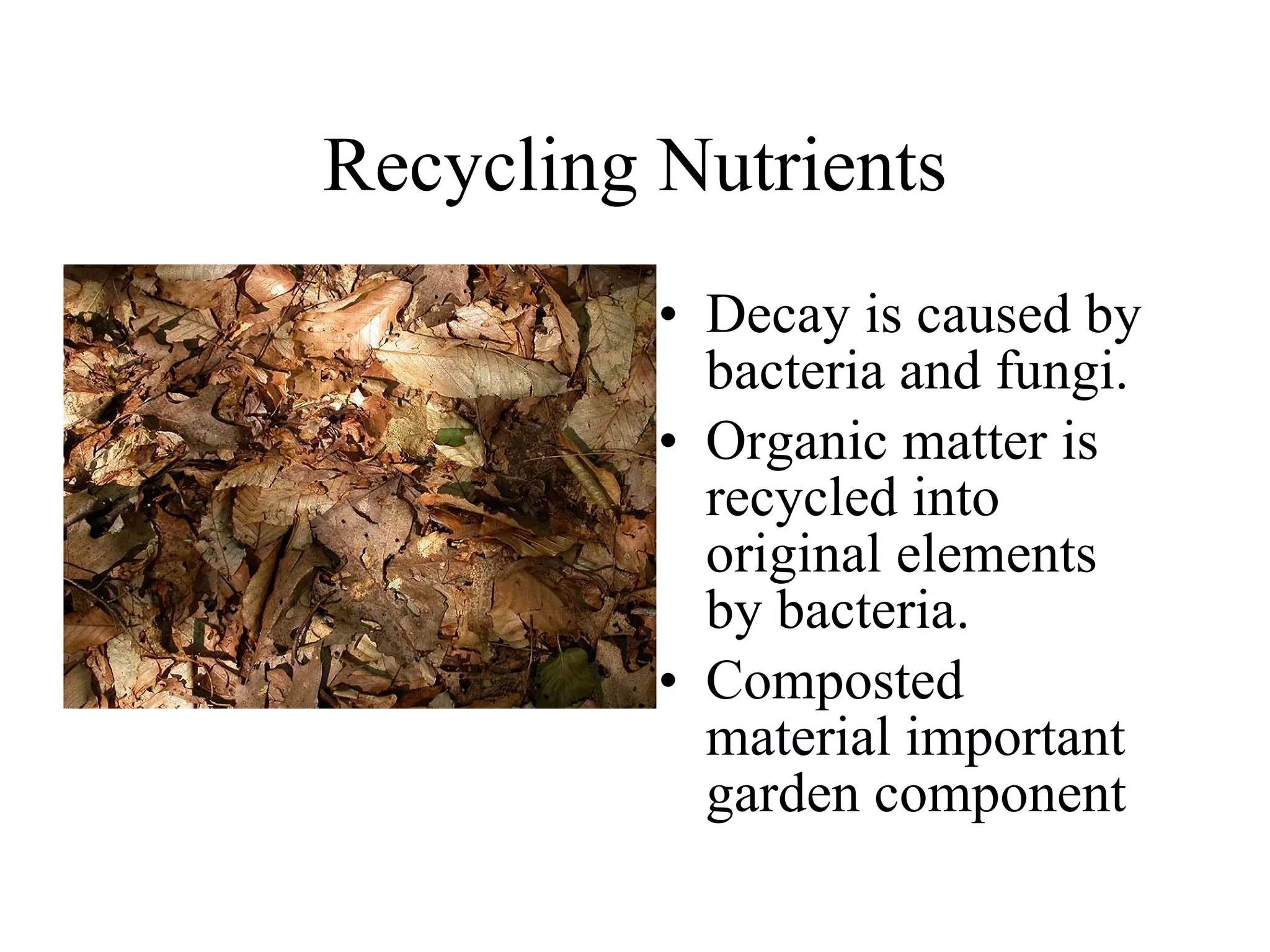 Recycling Nutrients Decay is caused by bacteria and fungi. Organic matter is recycled into original elements by bacteria. Composted material important garden component