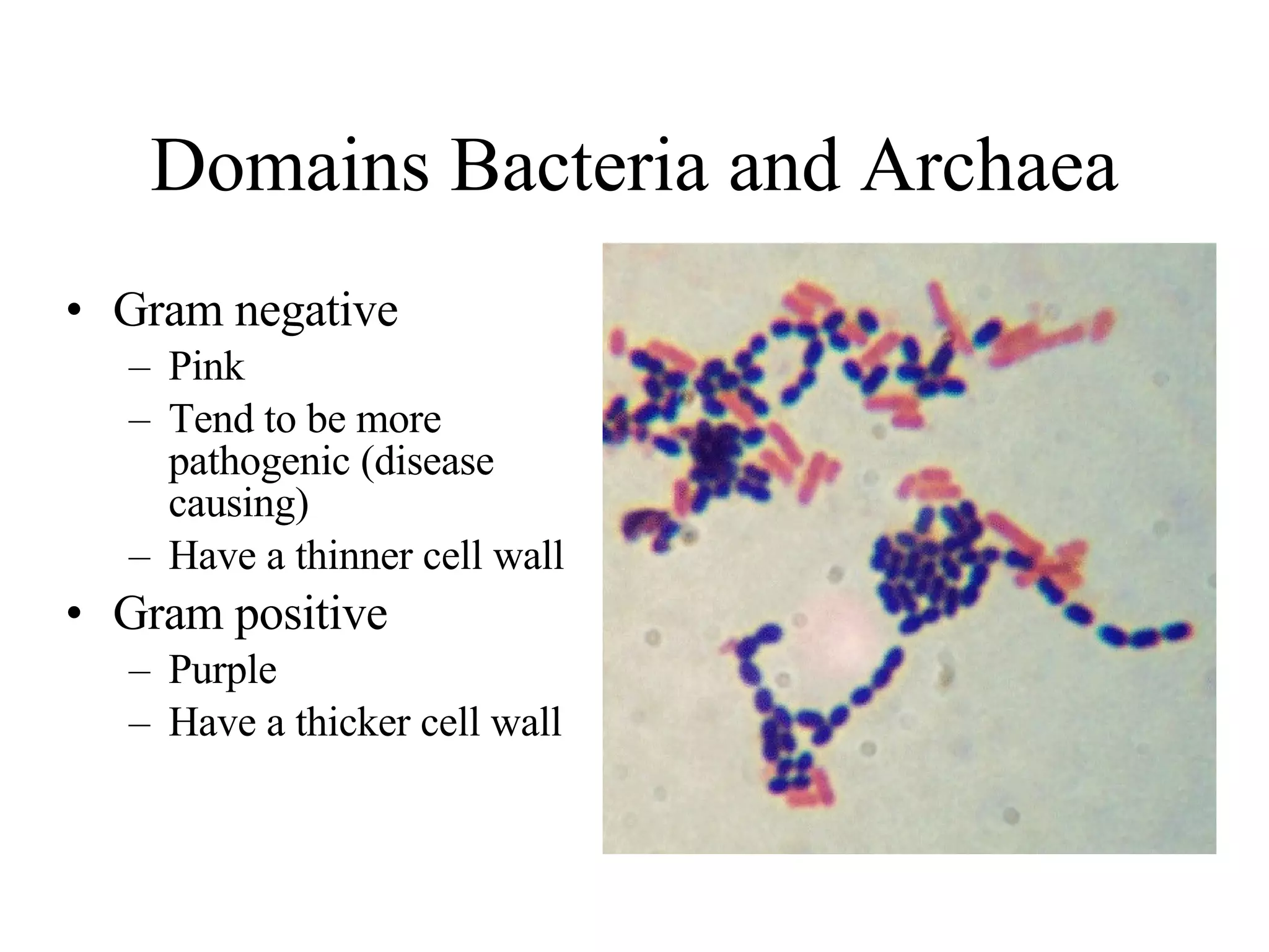 Domains Bacteria and Archaea Gram negative Pink Tend to be more pathogenic (disease causing) Have a thinner cell wall Gram positive Purple Have a thicker cell wall