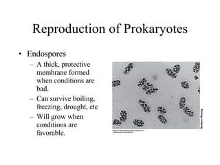 Reproduction of Prokaryotes Endospores A thick, protective membrane formed when conditions are bad. Can survive boiling, freezing, drought, etc Will grow when conditions are favorable. 