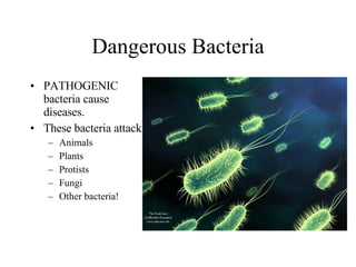 Dangerous Bacteria PATHOGENIC bacteria cause diseases. These bacteria attack: Animals Plants Protists Fungi Other bacteria! 