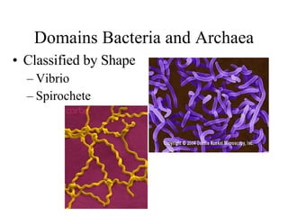 Domains Bacteria and Archaea Classified by Shape Vibrio Spirochete 