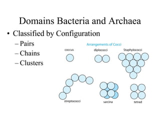 Domains Bacteria and Archaea Classified by Configuration Pairs Chains Clusters 