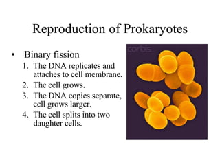 Reproduction of Prokaryotes Binary fission The DNA replicates and attaches to cell membrane. The cell grows. The DNA copies separate, cell grows larger. The cell splits into two daughter cells. 