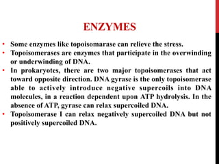 ENZYMES
• Some enzymes like topoisomarase can relieve the stress.
• Topoisomerases are enzymes that participate in the overwinding
or underwinding of DNA.
• In prokaryotes, there are two major topoisomerases that act
toward opposite direction. DNA gyrase is the only topoisomerase
able to actively introduce negative supercoils into DNA
molecules, in a reaction dependent upon ATP hydrolysis. In the
absence of ATP, gyrase can relax supercoiled DNA.
• Topoisomerase I can relax negatively supercoiled DNA but not
positively supercoiled DNA.
 