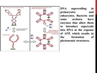 DNA supercoiling in
prokaryotes and
eukaryotes. Bacteria and
some archaea have
enzymes that allow them
to introduce supercoils
into DNA at the expense
of ATP, which results in
the formation of
plectonemic structures.
 