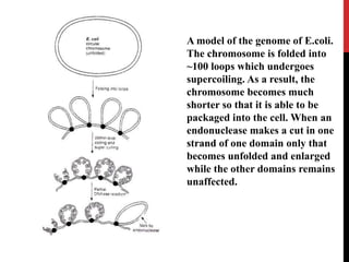 A model of the genome of E.coli.
The chromosome is folded into
~100 loops which undergoes
supercoiling. As a result, the
chromosome becomes much
shorter so that it is able to be
packaged into the cell. When an
endonuclease makes a cut in one
strand of one domain only that
becomes unfolded and enlarged
while the other domains remains
unaffected.
 