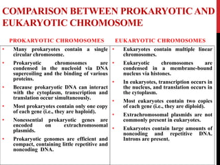 COMPARISON BETWEEN PROKARYOTICAND
EUKARYOTIC CHROMOSOME
PROKARYOTIC CHROMOSOMES
• Many prokaryotes contain a single
circular chromosome.
• Prokaryotic chromosomes are
condensed in the nucleoid via DNA
supercoiling and the binding of various
proteins.
• Because prokaryotic DNA can interact
with the cytoplasm, transcription and
translation occur simultaneously.
• Most prokaryotes contain only one copy
of each gene (i.e., they are haploid).
• Nonessential prokaryotic genes are
encoded on extrachromosomal
plasmids.
• Prokaryotic genomes are efficient and
compact, containing little repetitive and
noncoding DNA.
EUKARYOTIC CHROMOSOMES
• Eukaryotes contain multiple linear
chromosomes.
• Eukaryotic chromosomes are
condensed in a membrane-bound
nucleus via histones.
• In eukaryotes, transcription occurs in
the nucleus, and translation occurs in
the cytoplasm.
• Most eukaryotes contain two copies
of each gene (i.e., they are diploid).
• Extrachromosomal plasmids are not
commonly present in eukaryotes.
• Eukaryotes contain large amounts of
noncoding and repetitive DNA.
Introns are present.
 