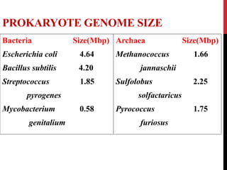 PROKARYOTE GENOME SIZE
Bacteria Size(Mbp)
Escherichia coli 4.64
Bacillus subtilis 4.20
Streptococcus 1.85
pyrogenes
Mycobacterium 0.58
genitalium
Archaea Size(Mbp)
Methanococcus 1.66
jannaschii
Sulfolobus 2.25
solfactaricus
Pyrococcus 1.75
furiosus
 