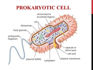 PROKARYOTIC CELL
 