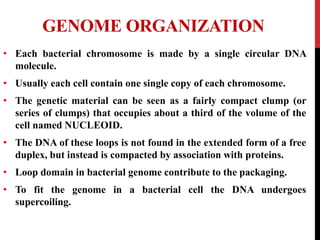 GENOME ORGANIZATION
• Each bacterial chromosome is made by a single circular DNA
molecule.
• Usually each cell contain one single copy of each chromosome.
• The genetic material can be seen as a fairly compact clump (or
series of clumps) that occupies about a third of the volume of the
cell named NUCLEOID.
• The DNA of these loops is not found in the extended form of a free
duplex, but instead is compacted by association with proteins.
• Loop domain in bacterial genome contribute to the packaging.
• To fit the genome in a bacterial cell the DNA undergoes
supercoiling.
 