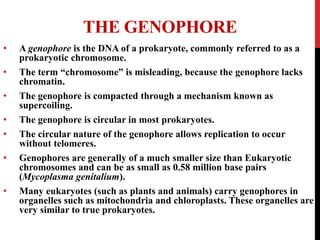 THE GENOPHORE
• A genophore is the DNA of a prokaryote, commonly referred to as a
prokaryotic chromosome.
• The term “chromosome” is misleading, because the genophore lacks
chromatin.
• The genophore is compacted through a mechanism known as
supercoiling.
• The genophore is circular in most prokaryotes.
• The circular nature of the genophore allows replication to occur
without telomeres.
• Genophores are generally of a much smaller size than Eukaryotic
chromosomes and can be as small as 0.58 million base pairs
(Mycoplasma genitalium).
• Many eukaryotes (such as plants and animals) carry genophores in
organelles such as mitochondria and chloroplasts. These organelles are
very similar to true prokaryotes.
 