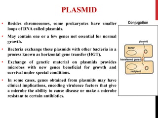 PLASMID
• Besides chromosomes, some prokaryotes have smaller
loops of DNA called plasmids.
• May contain one or a few genes not essential for normal
growth.
• Bacteria exchange these plasmids with other bacteria in a
process known as horizontal gene transfer (HGT).
• Exchange of genetic material on plasmids provides
microbes with new genes beneficial for growth and
survival under special conditions.
• In some cases, genes obtained from plasmids may have
clinical implications, encoding virulence factors that give
a microbe the ability to cause disease or make a microbe
resistant to certain antibiotics.
 