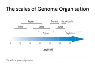 The scales of Genome Organisation
 